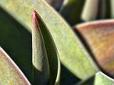 Sprouting Tulip_DSCF00702-6